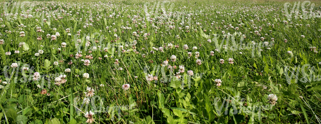 clover field 