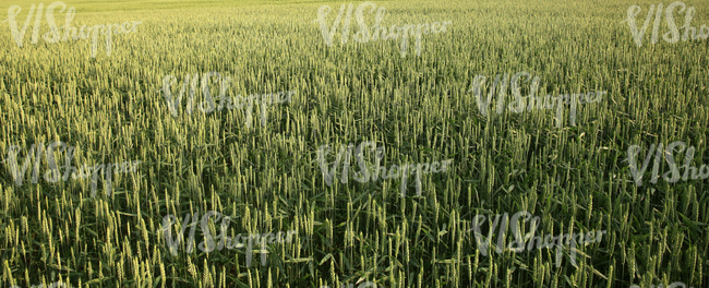 crop field