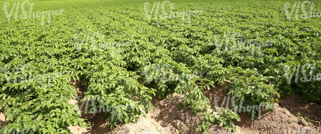 potato field