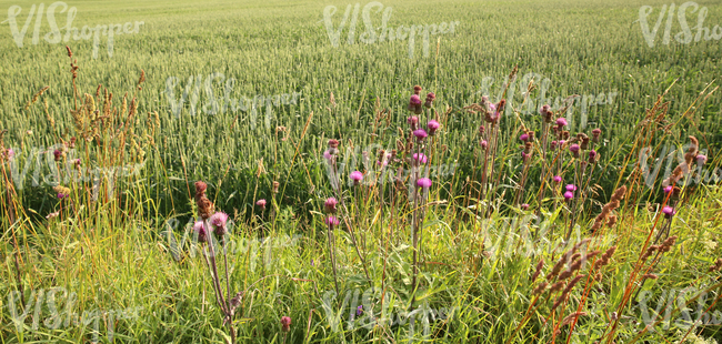 barley field and tall grass with thistle