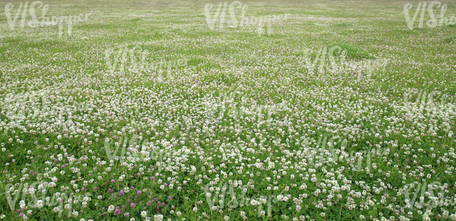 clover field