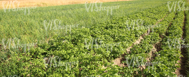 potato field and onion field