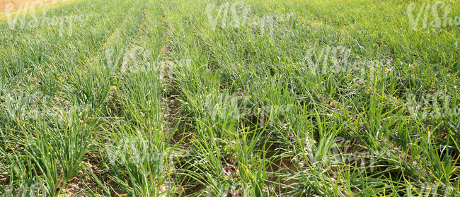 onion field