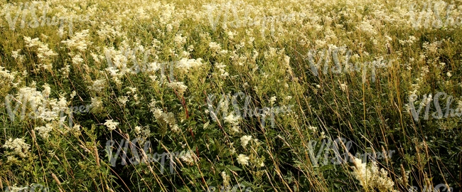 field of meadowsweet