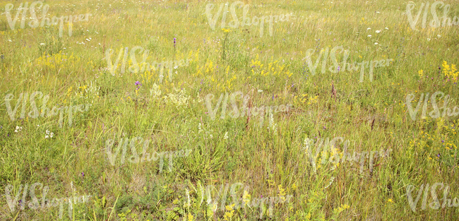 a field of tall grass