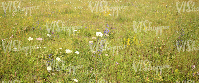 a field of tall grass with flowers