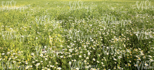 a field of daisies