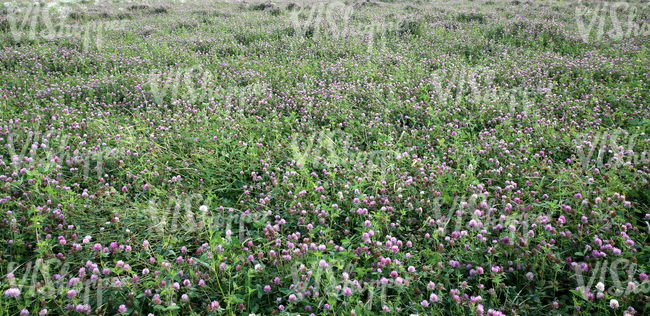 a clover field