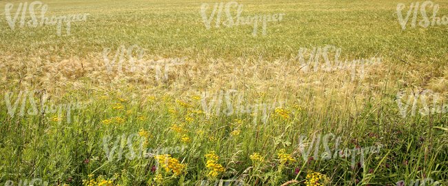 a crop field and tall grass