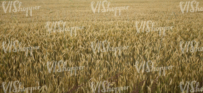 crop field