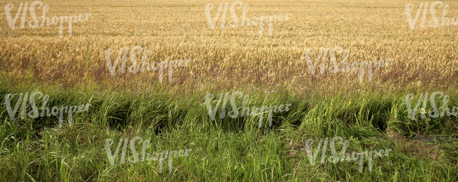 crop field and tall grass