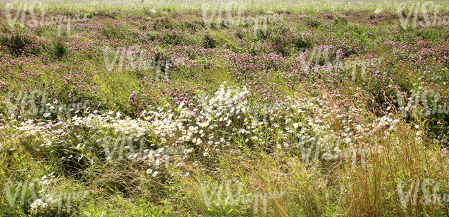 a field of daisies and clover