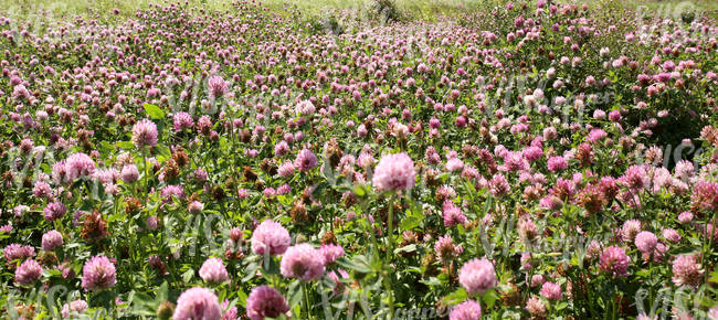 a clover field