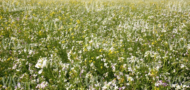 a field of summer flowers