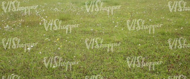 a grass field with some flowers
