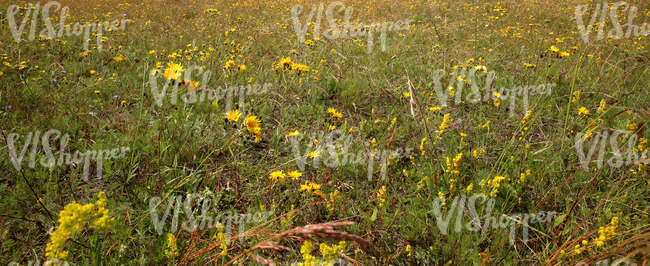 a field of tall grass and flowers