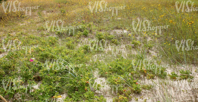 sandy and grassy  seaside ground