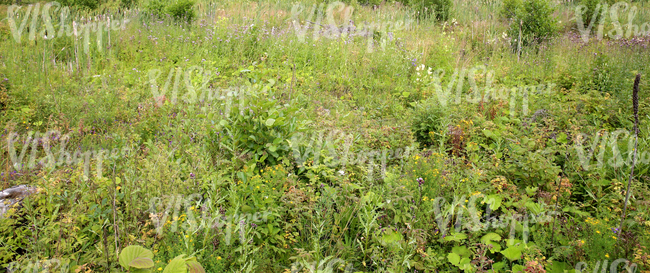 a field of tall grass and various plants