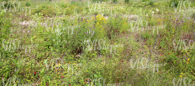 a field of tall grass and various plants