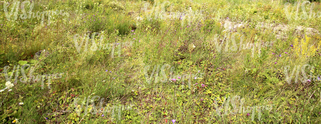 a field of tall grass and various plants