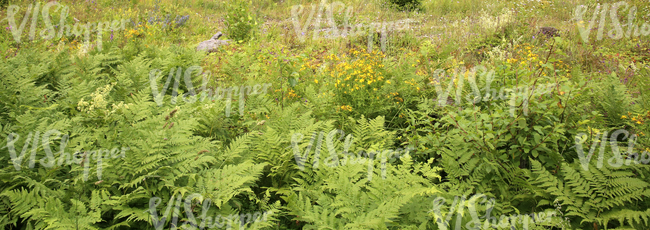 tall grass and ferns