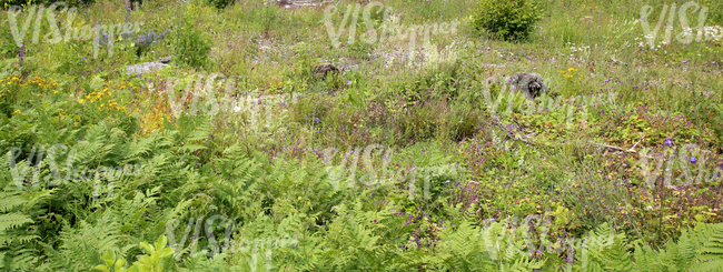 tall grass and ferns