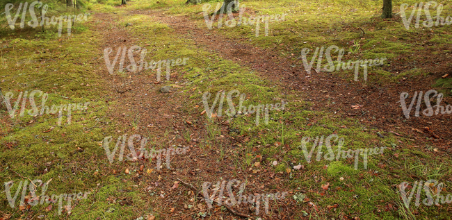 forest pathway