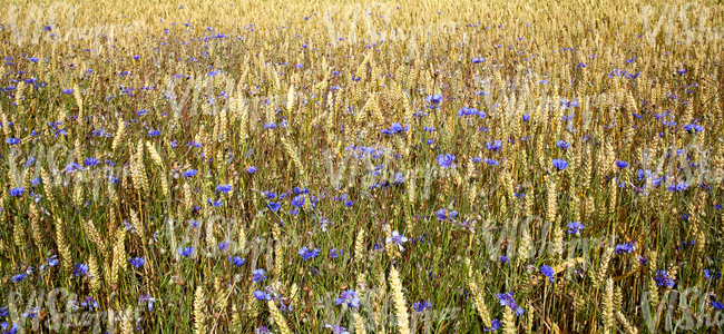 crop field with cornflowers