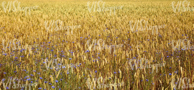 crop field with cornflowers