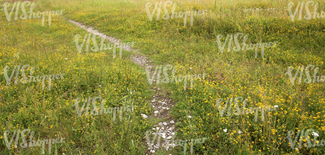 grass field with flowers and a stone pathway