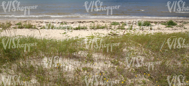 sandy seaside ground with sedges