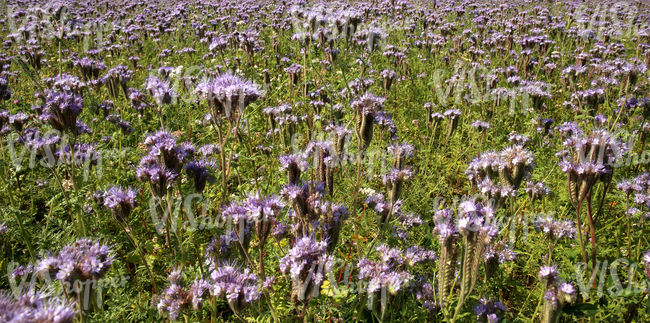 field of flowers