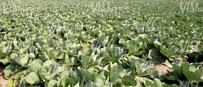 a cabbage field