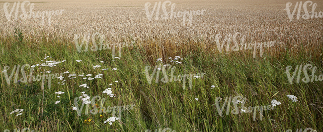 a crop field and tall grass