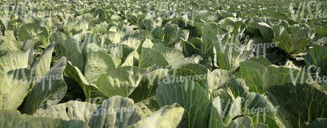 a cabbage field