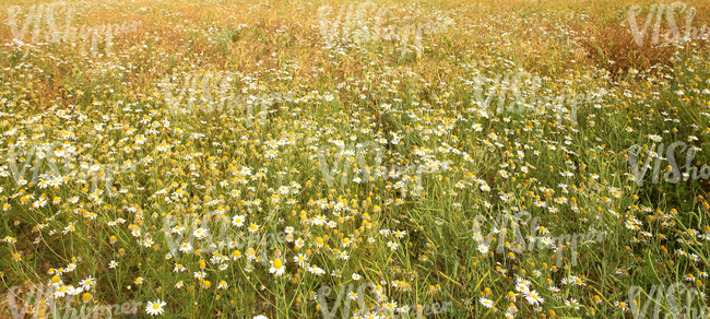 field of tall grass and daisies