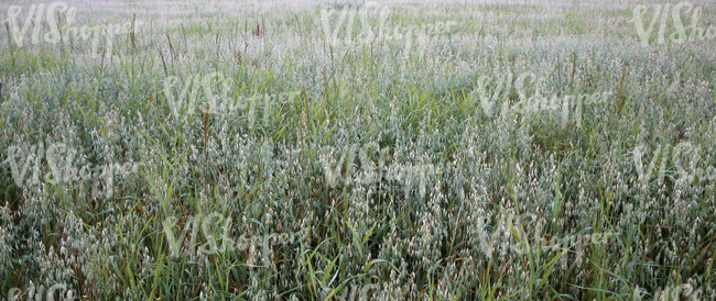 crop field