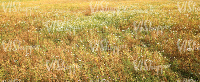 field of tall grass