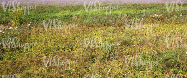 landscape with various plants