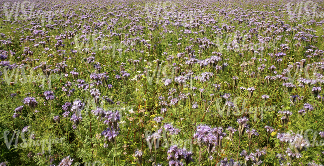 field of flowers