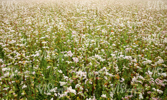 field of flowers