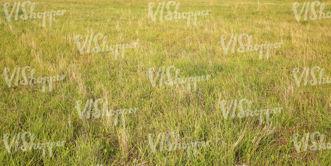 tall grass field