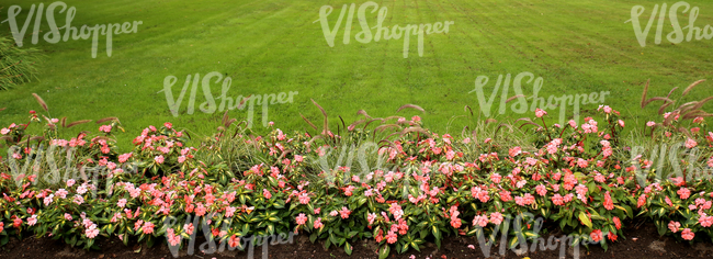 lawn with flowers at the foreground