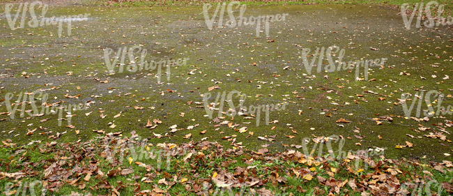 asphalt ground with autumn leaves