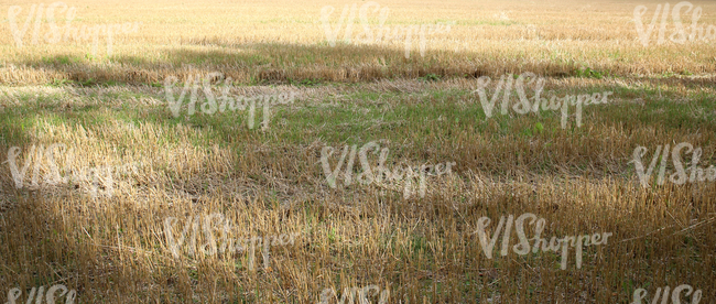 harvested field