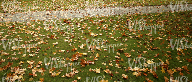 grass ground with a walkway and autumn leaves 