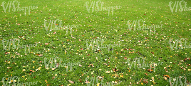 lawn with autumn leaves