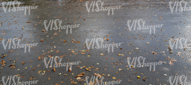 asphalt ground with autumn leaves