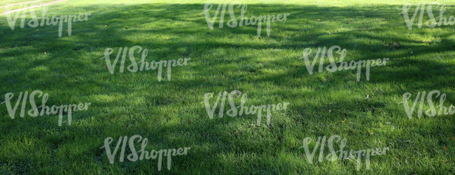 lawn with tree shadows