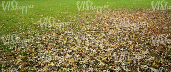 lawn partially covered with autumn leaves